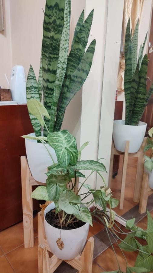 Botanical House